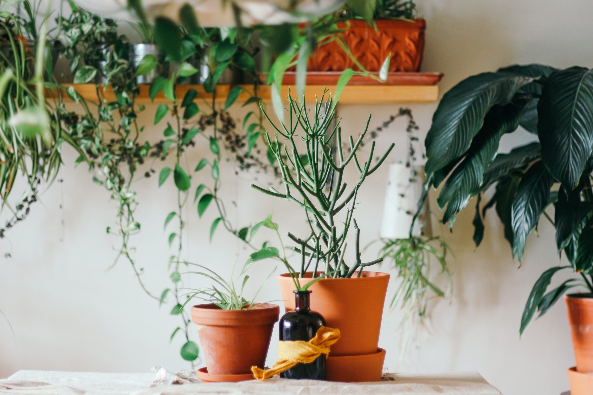The Basics of Green Living: A Beginner’s Guide